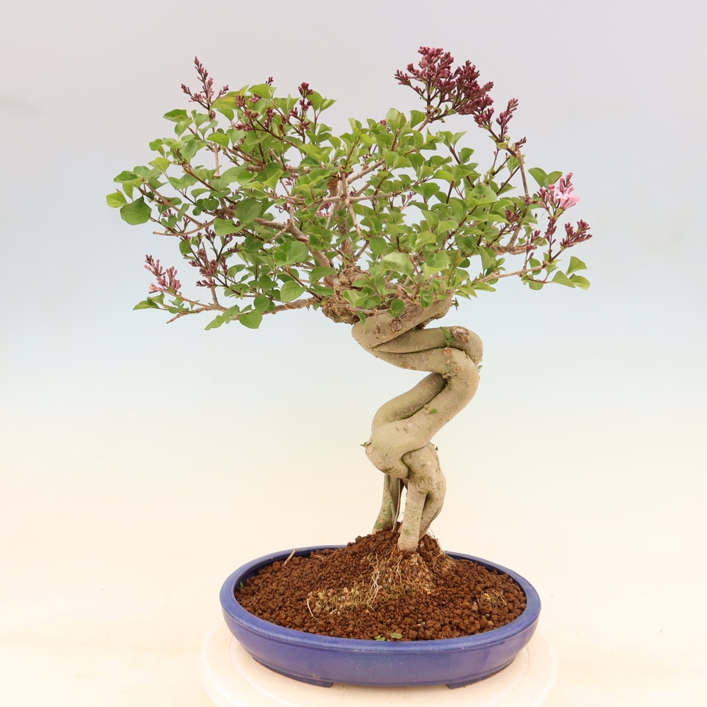 Venkovní  bonsai -  Syringa microphylla - malokvětý šeřík