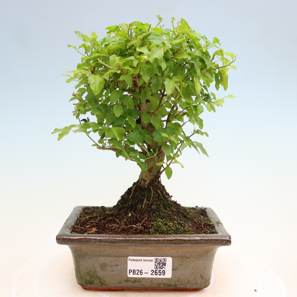 Pokojová bonsai -Ligustrum chinensis - Ptačí zob