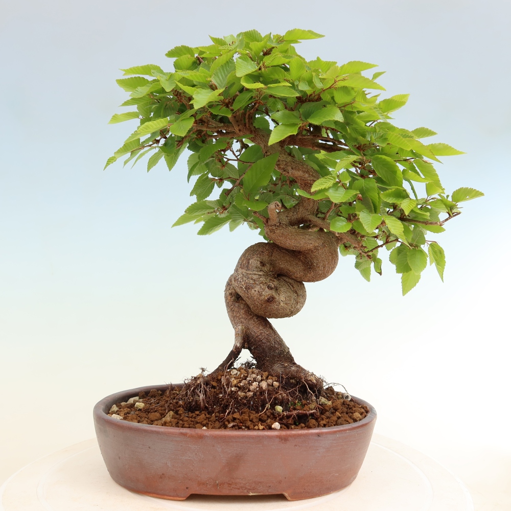 Venkovní bonsai -Carpinus coreana - Habr korejský