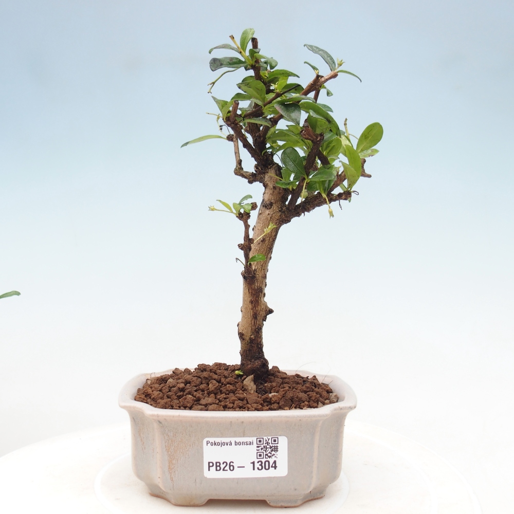 Pokojová bonsai - Carmona macrophylla - Čaj fuki
