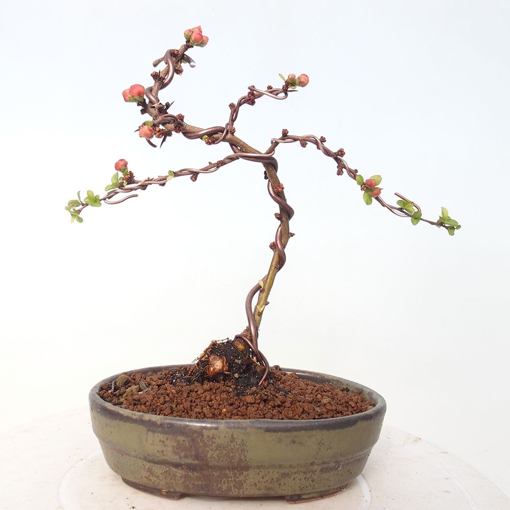 Venkovní bonsai - Chaneomeles s. Red Joy - Kdoulovec 