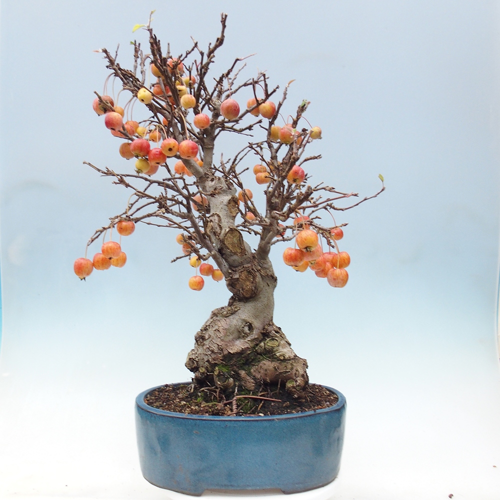Venkovní bonsai -Malus halliana - Maloplodá jabloň