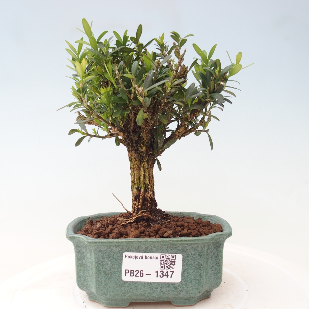 Pokojová bonsai - Buxus harlandii -korkový buxus