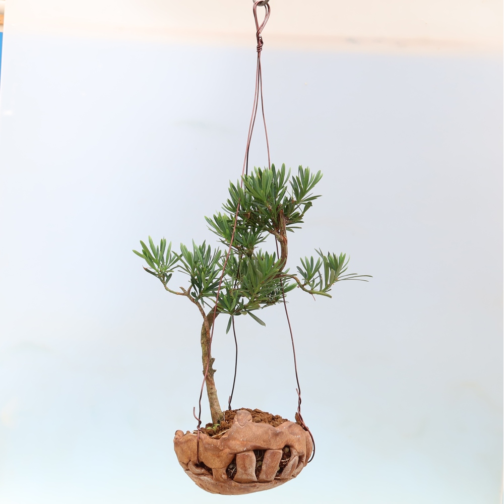 Kokedama v keramice -Podocarpus - Kamenný tis