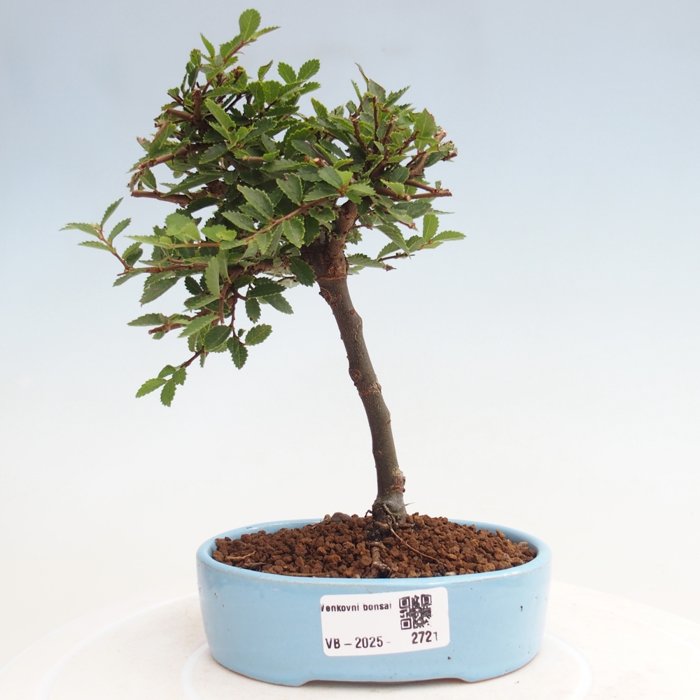 Venkovní bonsai - Ulmus parvifolia Sagei - Malolistý jilm