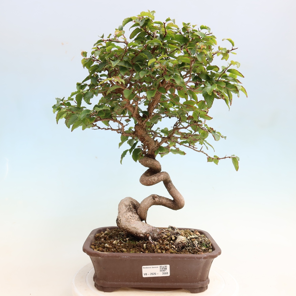 Venkovní bonsai -Carpinus CARPINOIDES - Habr korejský