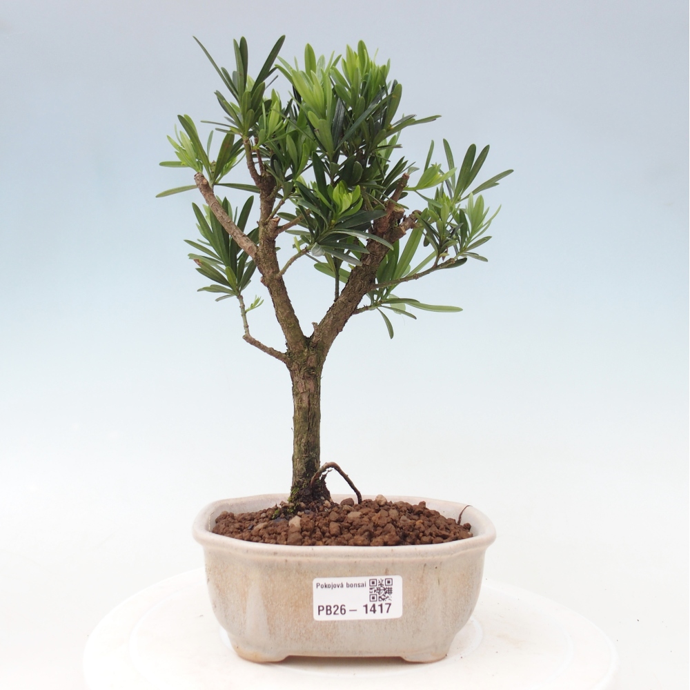 Pokojová bonsai - Podocarpus - Kamenný tis