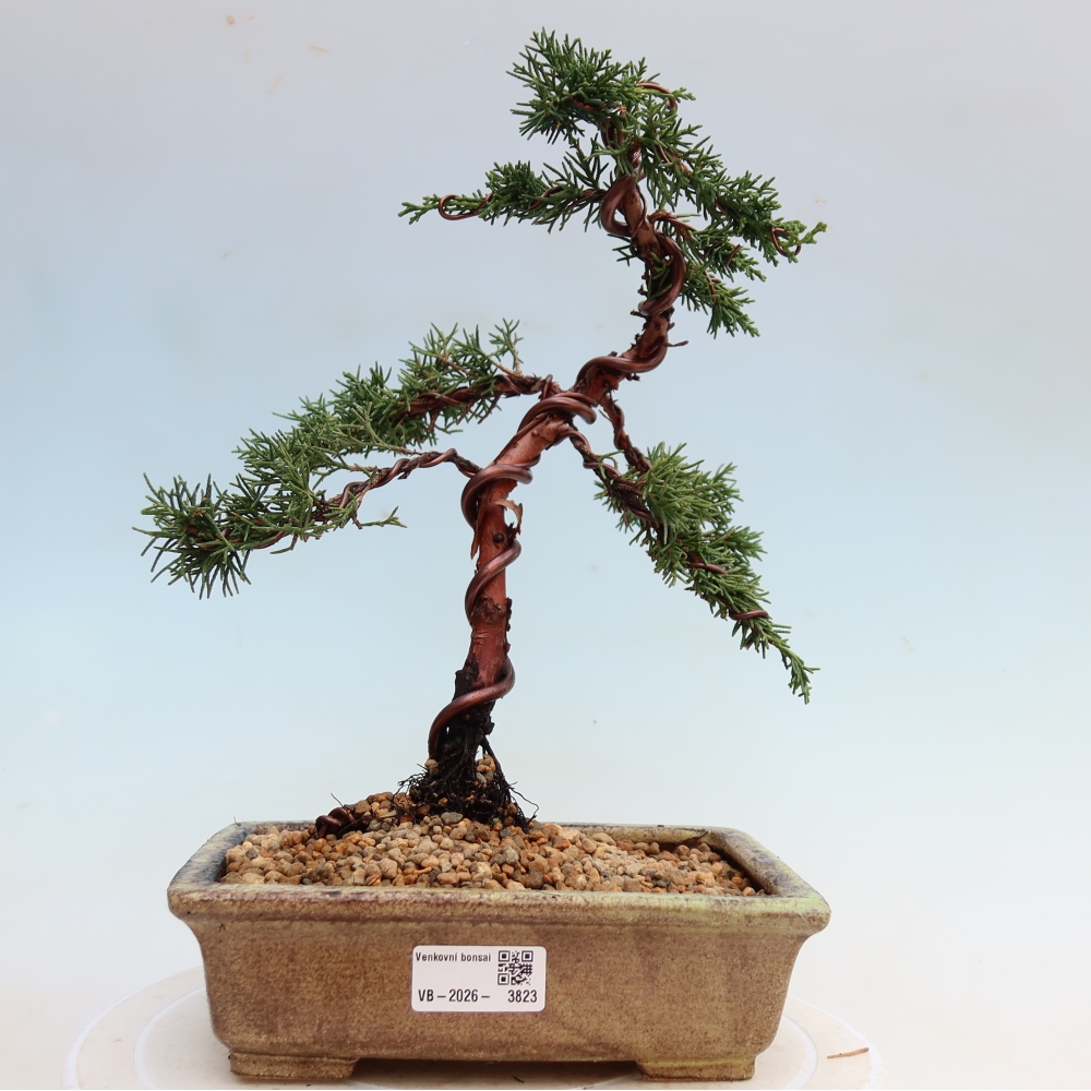 Venkovní bonsai - Juniperus chinensis Kishu -Jalovec čínský