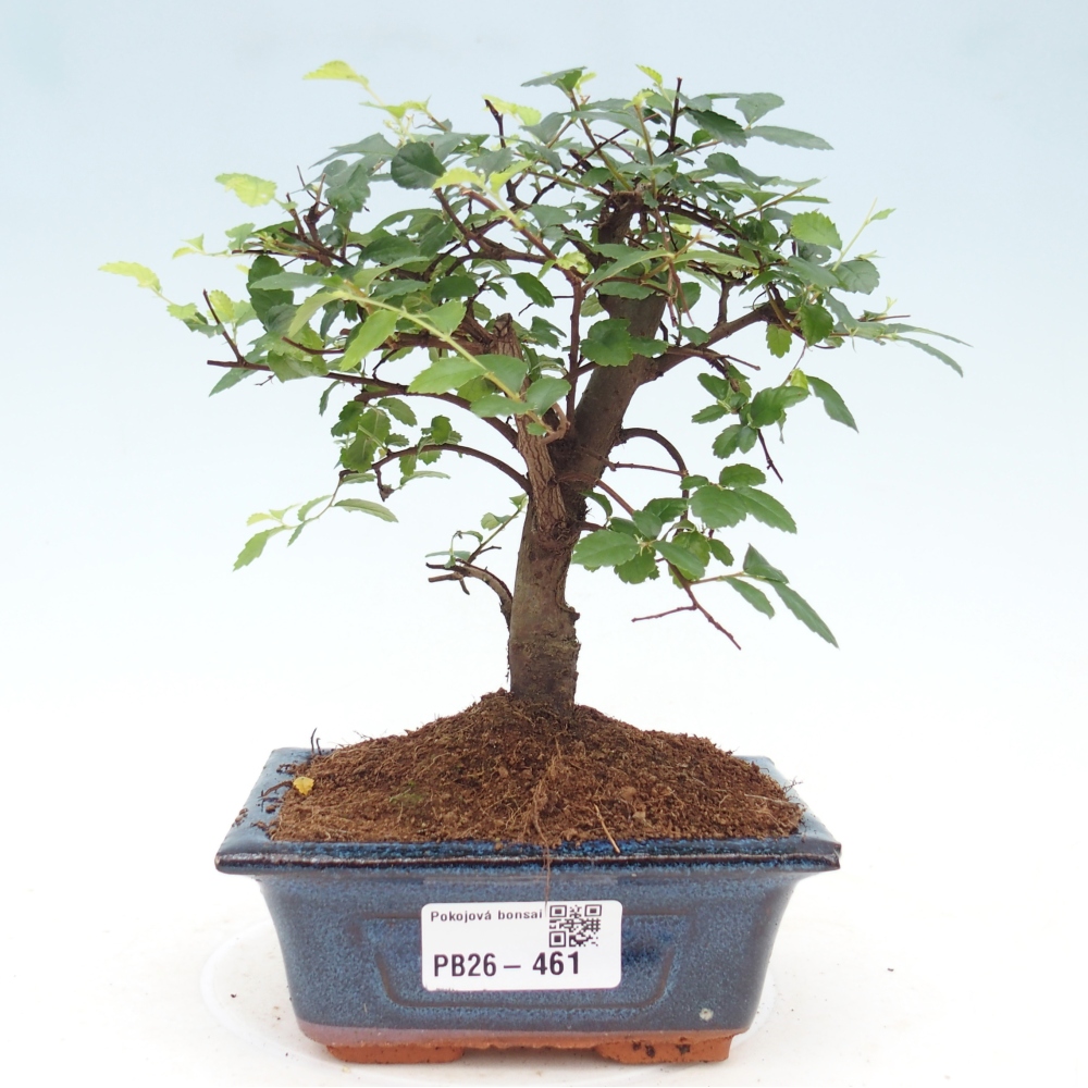 Pokojová bonsai - Ulmus parvifolia - Malolistý jilm