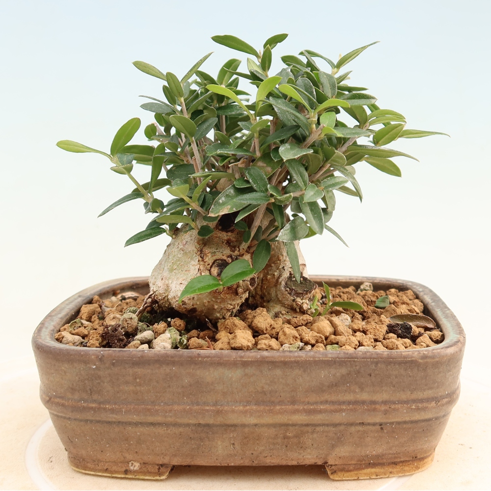 Pokojová bonsai - Olea europaea sylvestris -Oliva evropská drobnolistá
