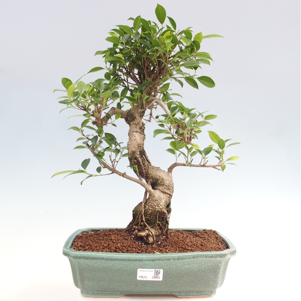 Pokojová bonsai - Ficus kimmen -  malolistý fíkus