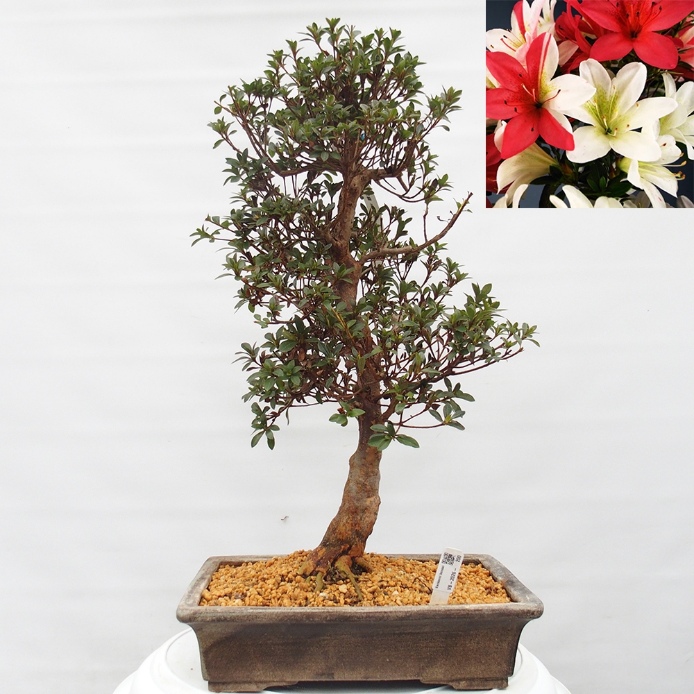 Venkovní bonsai - Japonská azalka - Azalea Hanatsuzuri