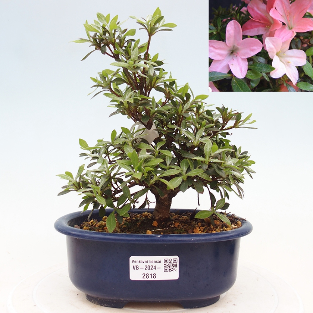 Venkovní bonsai - Japonská azalka - Azalea Nikko