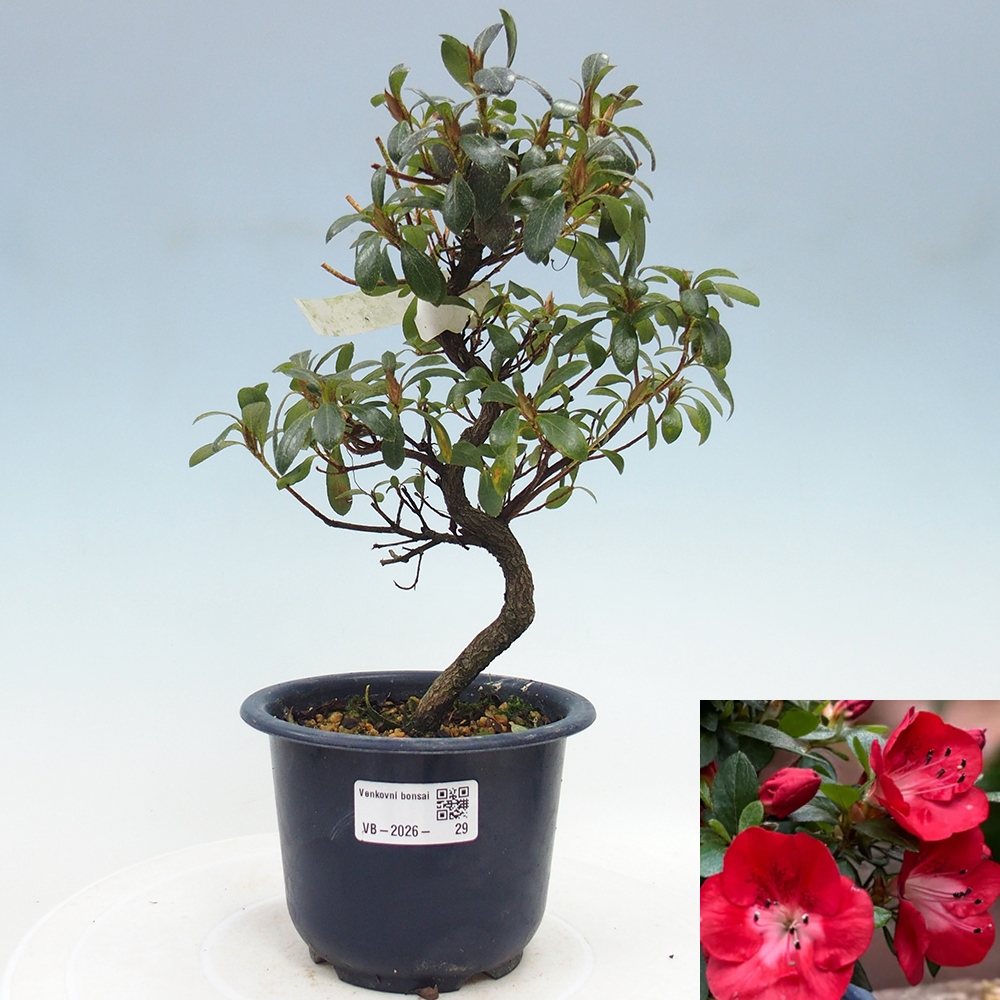 Venkovní bonsai - Japonská azalka - Azalea Benibeni