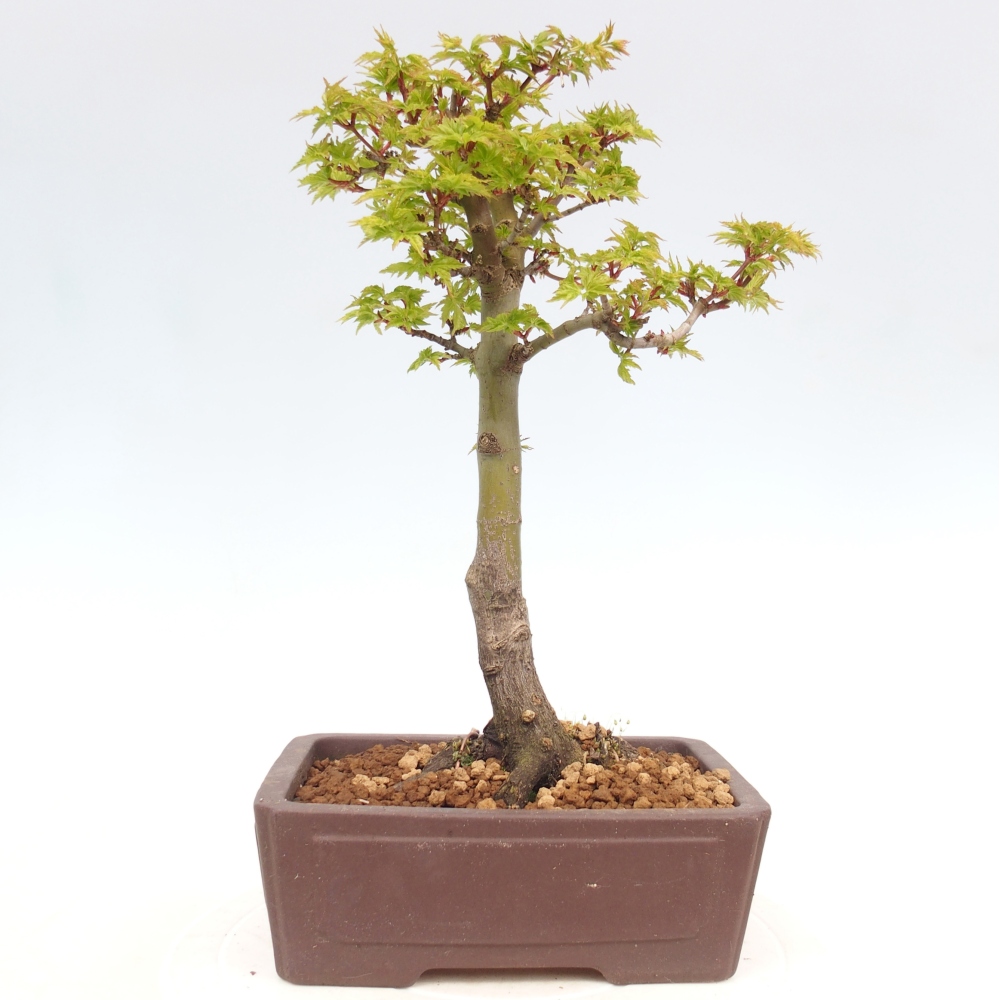 Venkovní bonsai -Javor dlanitolistý Acer palmatum Shishigashira
