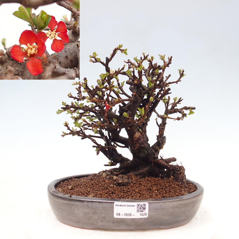 Venkovní  bonsai -  Chaneomeles speciosa - Kdoulovec ozdobný