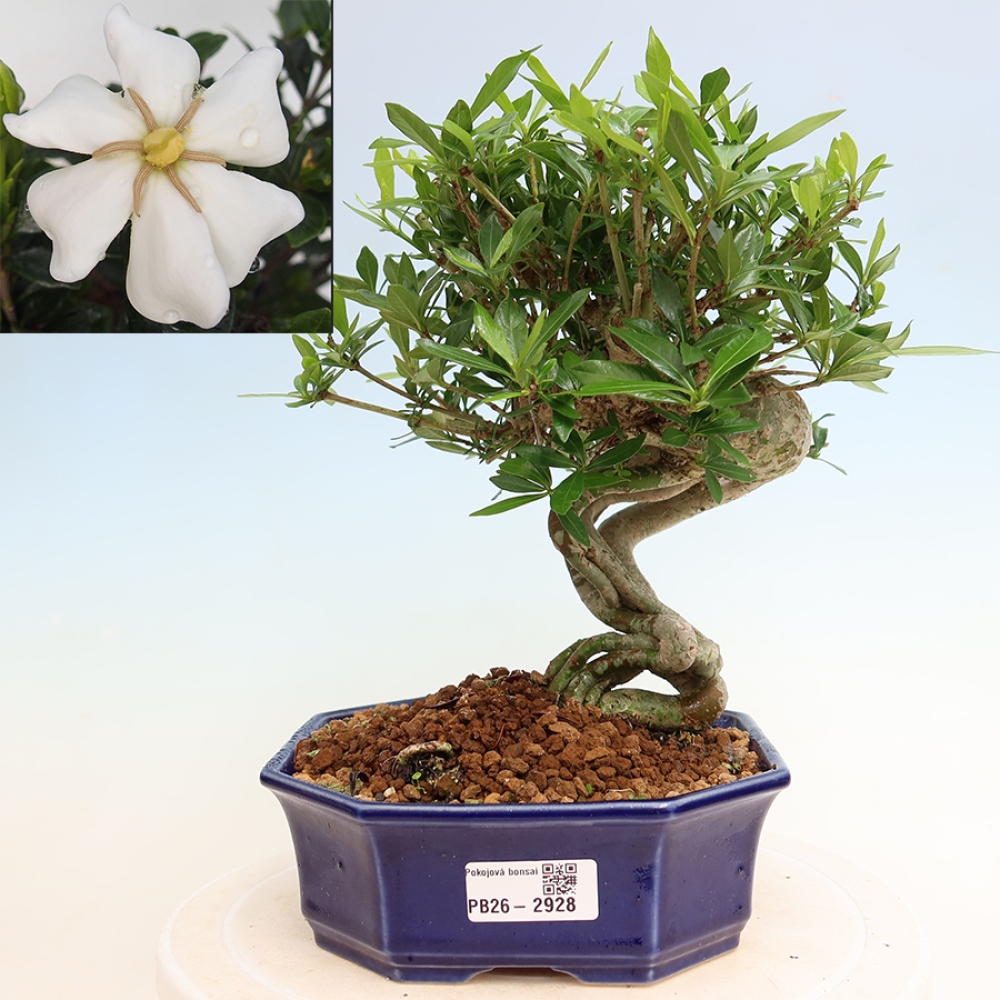 Pokojová bonsai - Gardenia jasminoides-Gardenie