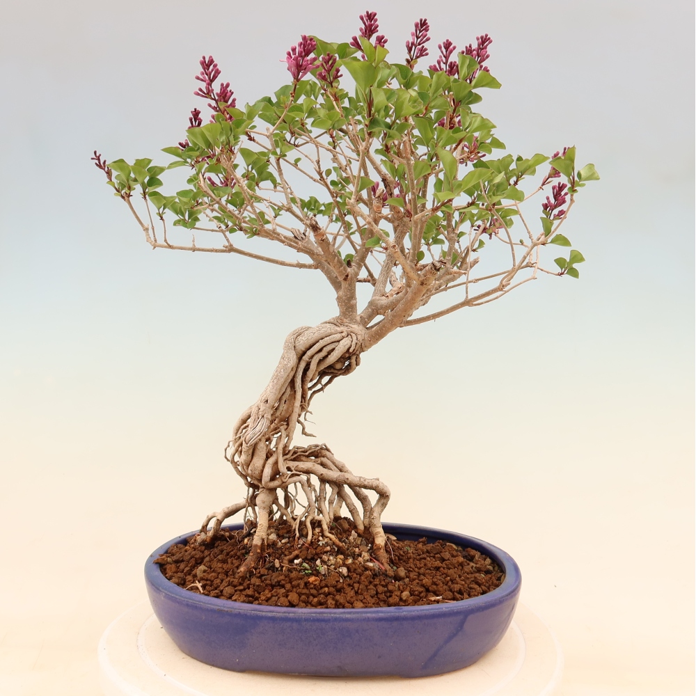 Venkovní  bonsai -  Syringa microphylla - malokvětý šeřík