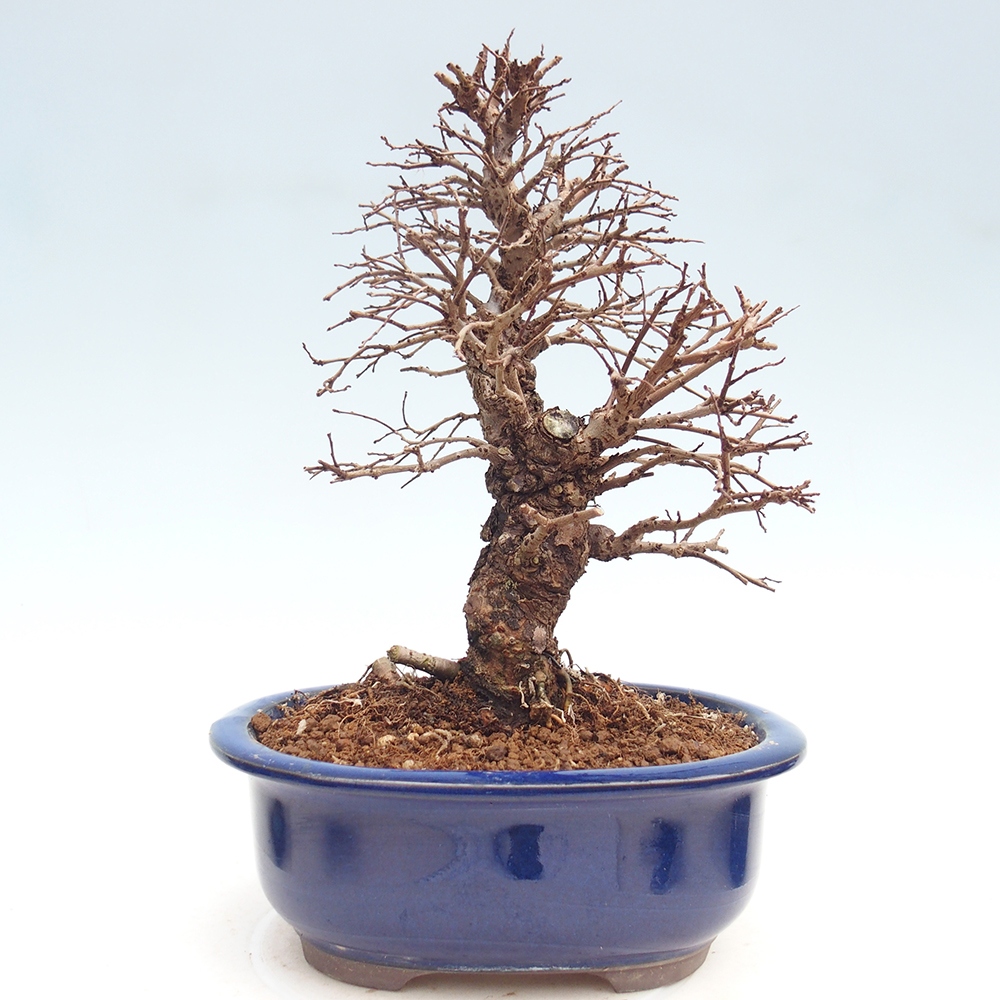 Venkovní bonsai - Zelkova - Zelkova NIRE