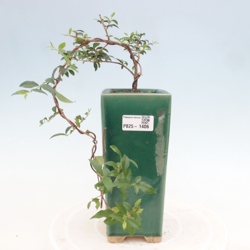 Pokojová bonsai - Malpighia coccigera- Barbdorská třešeň
