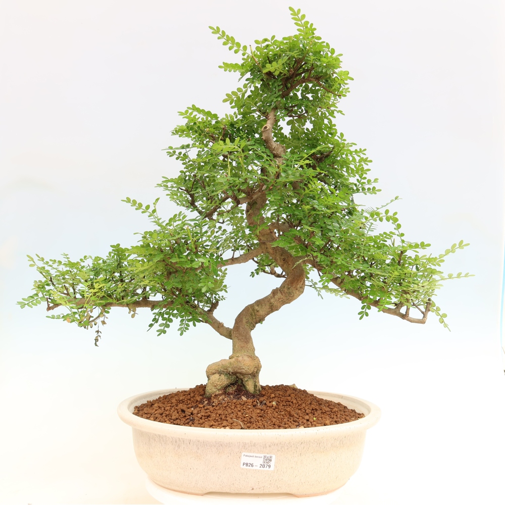 Pokojová bonsai - Zantoxylum piperitum - pepřovník