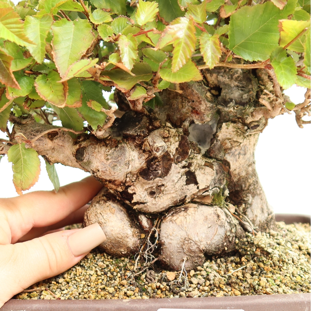Venkovní bonsai -Carpinus CARPINOIDES - Habr korejský