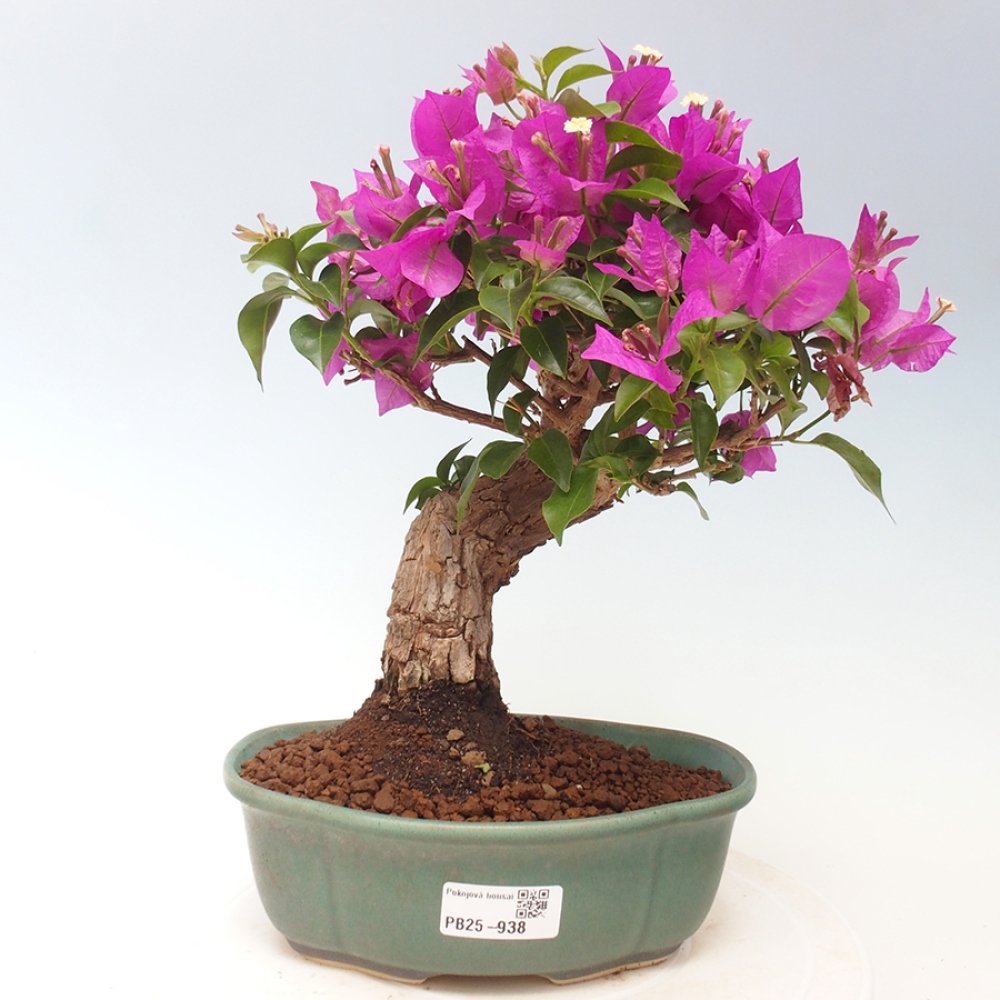 Pokojová bonsai - Bouganwilea