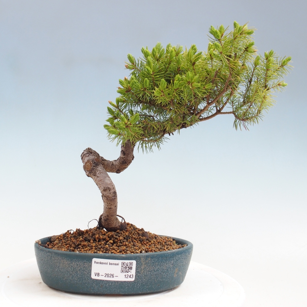Venkovní bonsai- Smrk kulovitý - Picea glauca globe