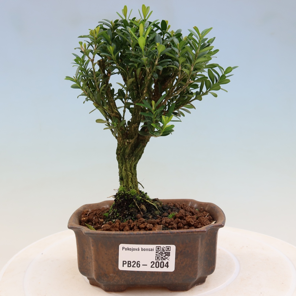 Pokojová bonsai - Buxus harlandii -korkový buxus