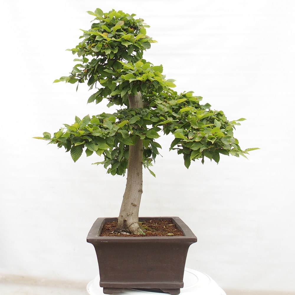 Venkovní bonsai - Habr obecný - Carpinus betulus