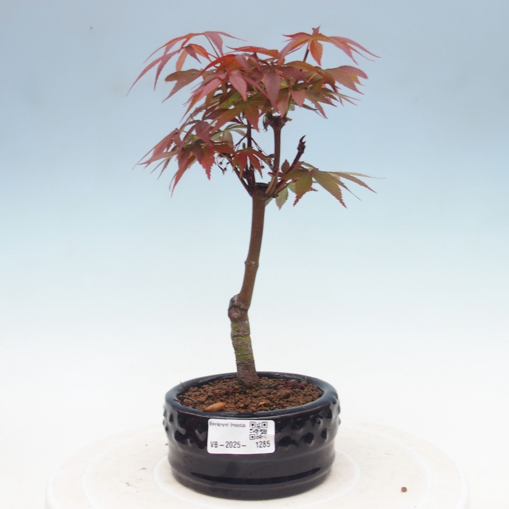 Venkovní bonsai - Acer palm. Atropurpureum-Javor dlanitolistý