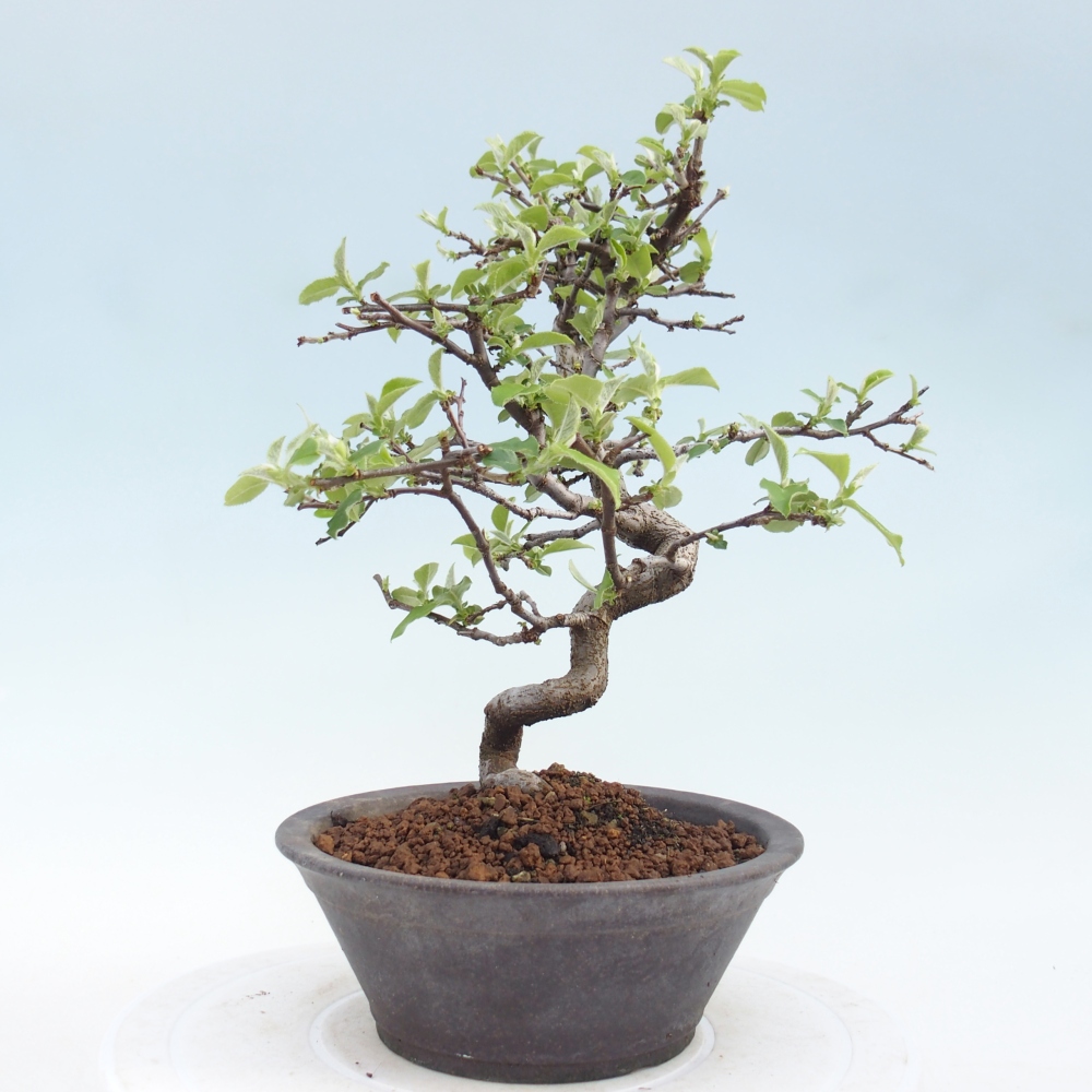 Venkovní  bonsai -  Chaneomeles chinensis - Kdoulovec čínsky