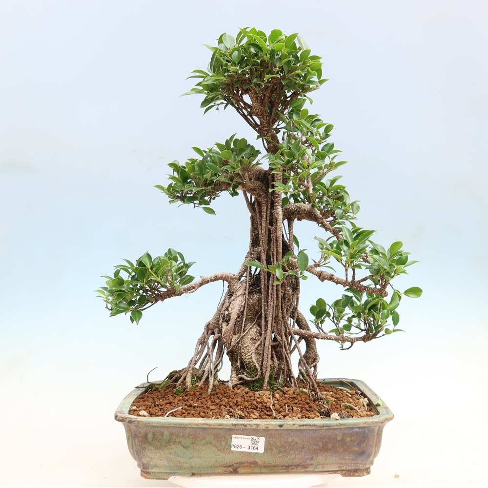 Pokojová bonsai - Ficus kimmen -  malolistý fíkus
