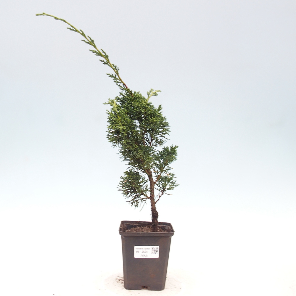 Venkovní bonsai - Juniperus chinensis Kishu -Jalovec čínský