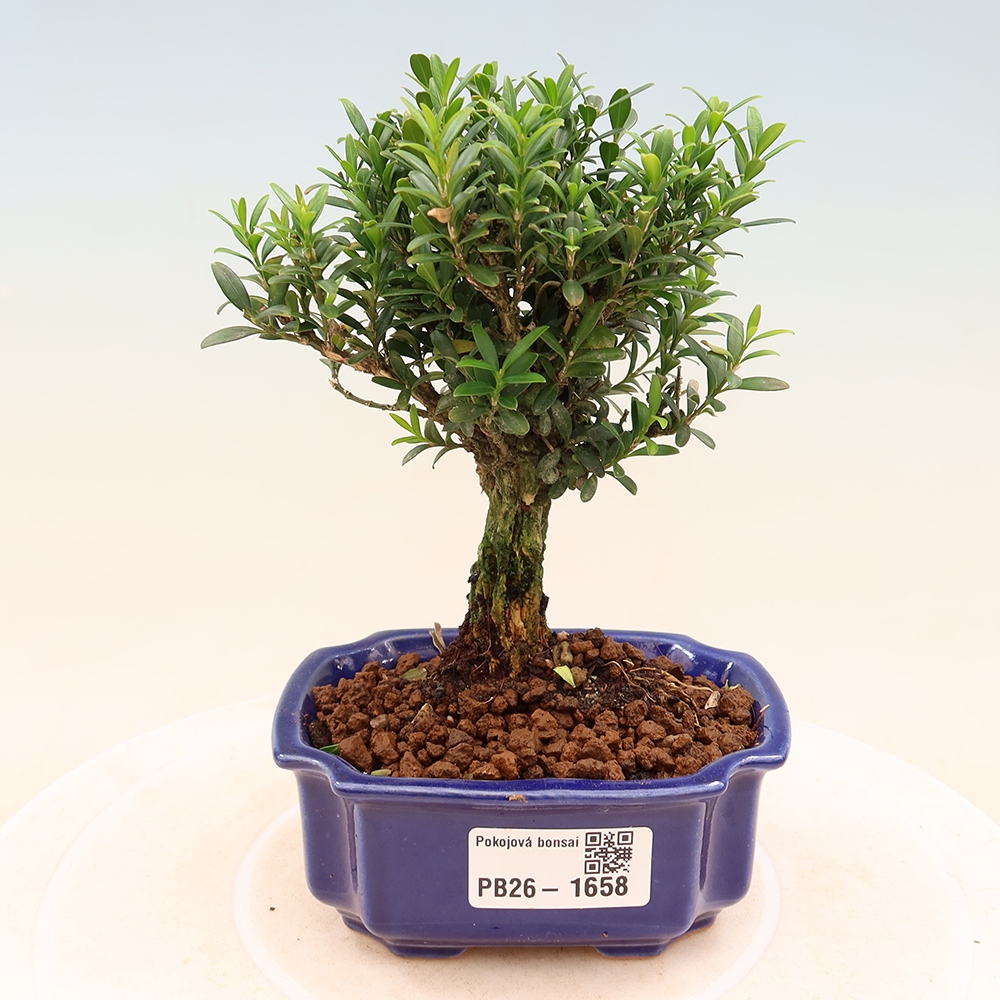 Pokojová bonsai - Buxus harlandii -korkový buxus