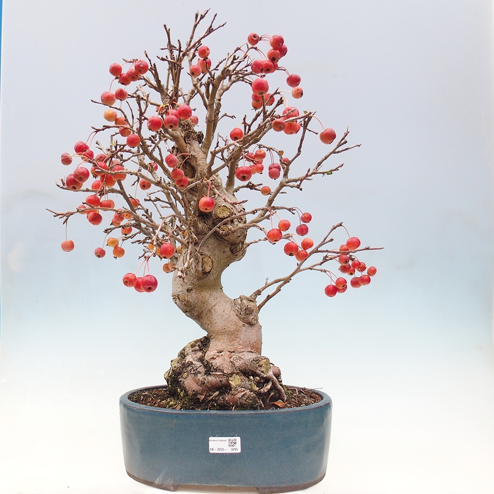 Venkovní bonsai -Malus halliana - Maloplodá jabloň