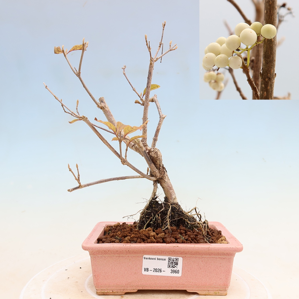 Venkovní bonsai -  Callicarpa bodinieri Snowqueen - Krásnoplodka