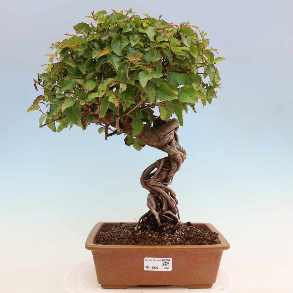 Venkovní bonsai -Carpinus Coreana - Habr korejský