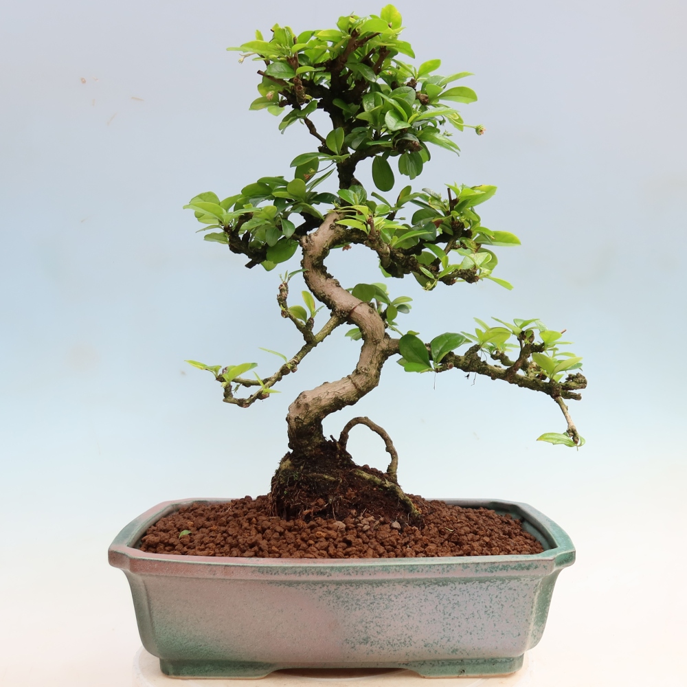 Pokojová bonsai - Carmona macrophylla - Čaj fuki
