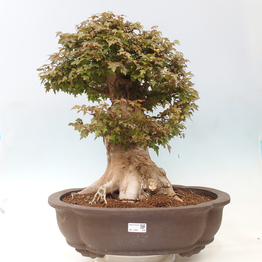 Venkovní bonsai - Acer Buergerianum - Javor Burgerův