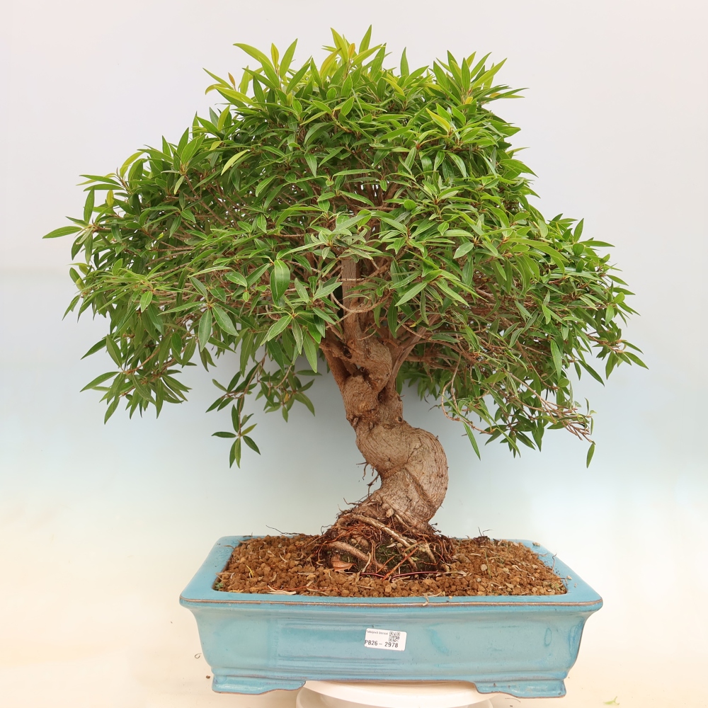 Pokojová bonsai - Ficus nerifolia -  malolistý fíkus
