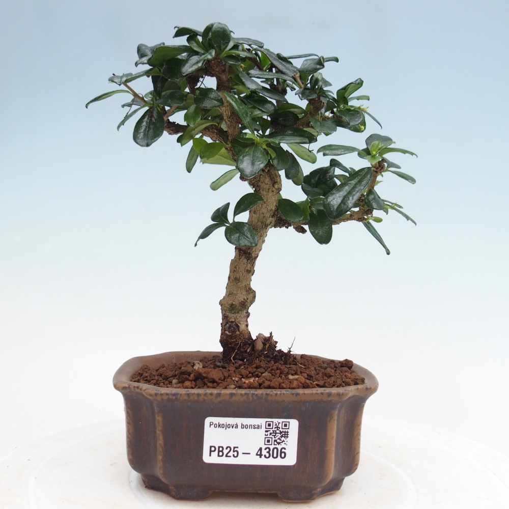 Pokojová bonsai - Carmona macrophylla - Čaj fuki