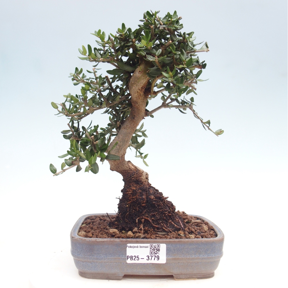 Pokojová bonsai - Olea europaea sylvestris -Oliva evropská drobnolistá