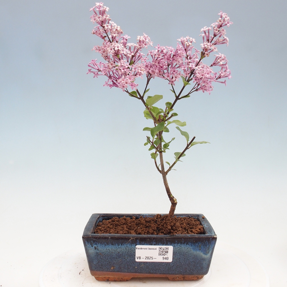 Venkovní bonsai - Syringa Meyeri Palibin - Šeřík Meyerův