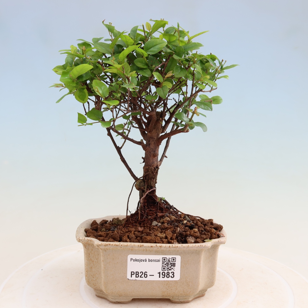 Pokojová bonsai - Sagerécie thea - Sagerécie thea
