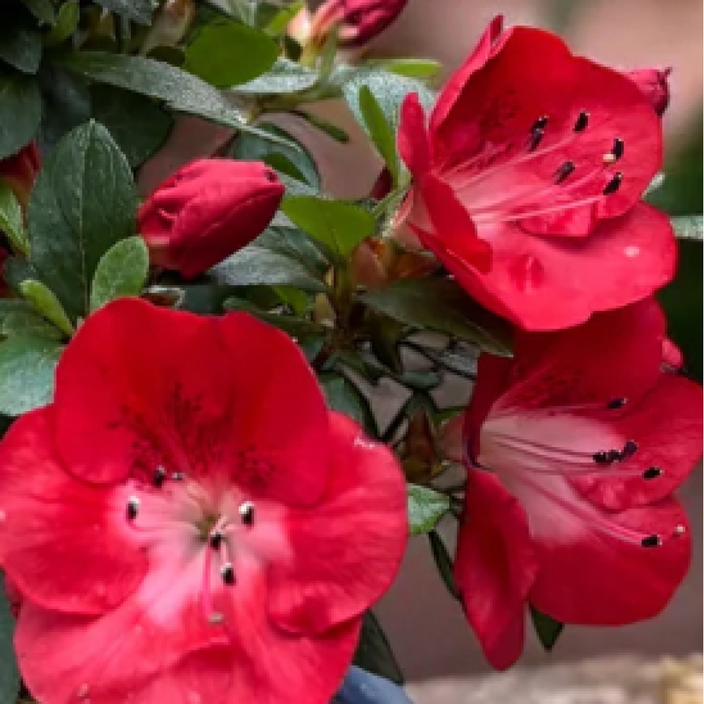 Venkovní bonsai - Japonská azalka - Azalea Benibeni
