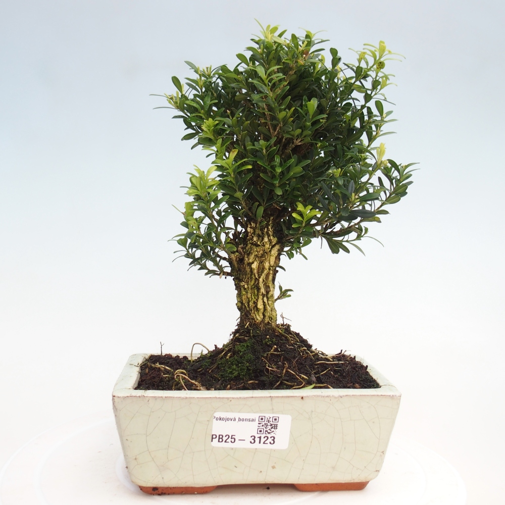 Pokojová bonsai - Buxus harlandii -korkový buxus
