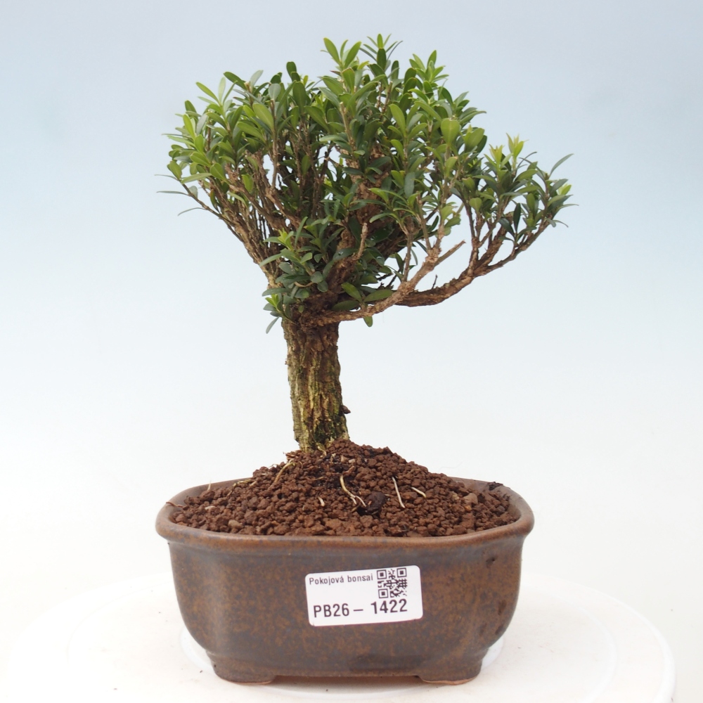 Pokojová bonsai - Buxus harlandii -korkový buxus
