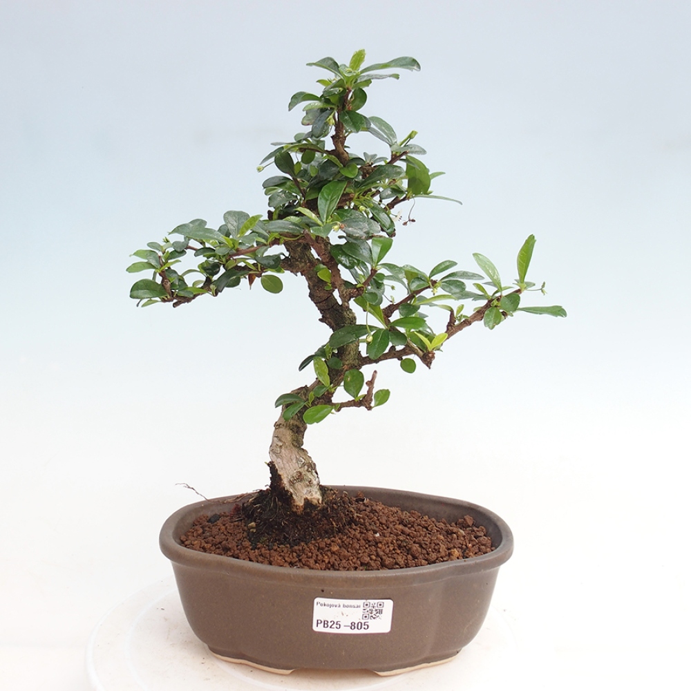 Pokojová bonsai - Carmona macrophylla - Čaj fuki