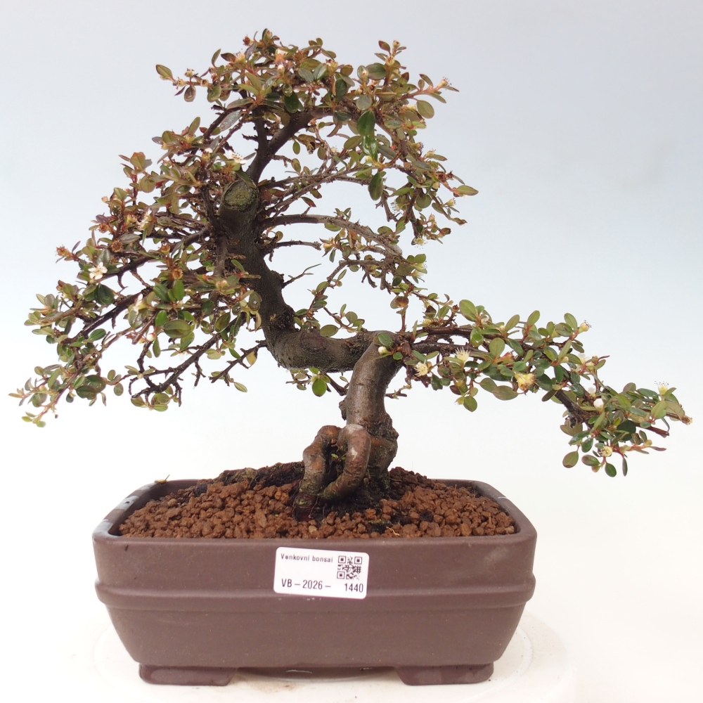Venkovní bonsai-Cotoneaster dammeri - Skalník Damerův